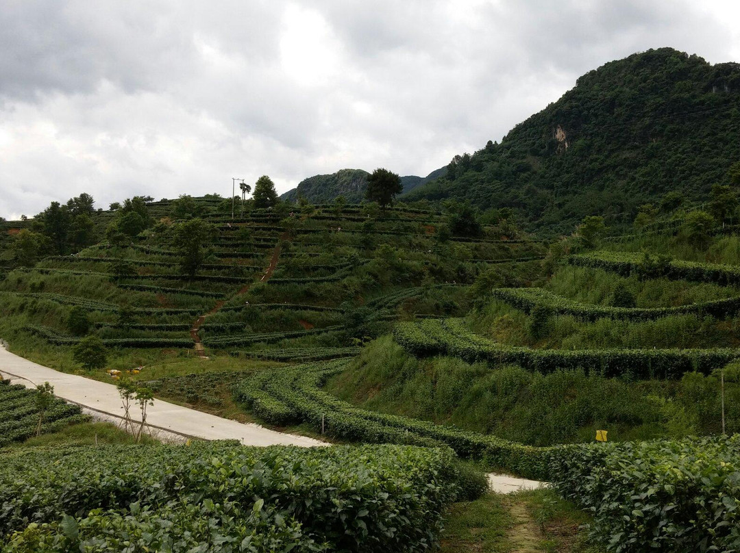 英德茶叶世界景点图片