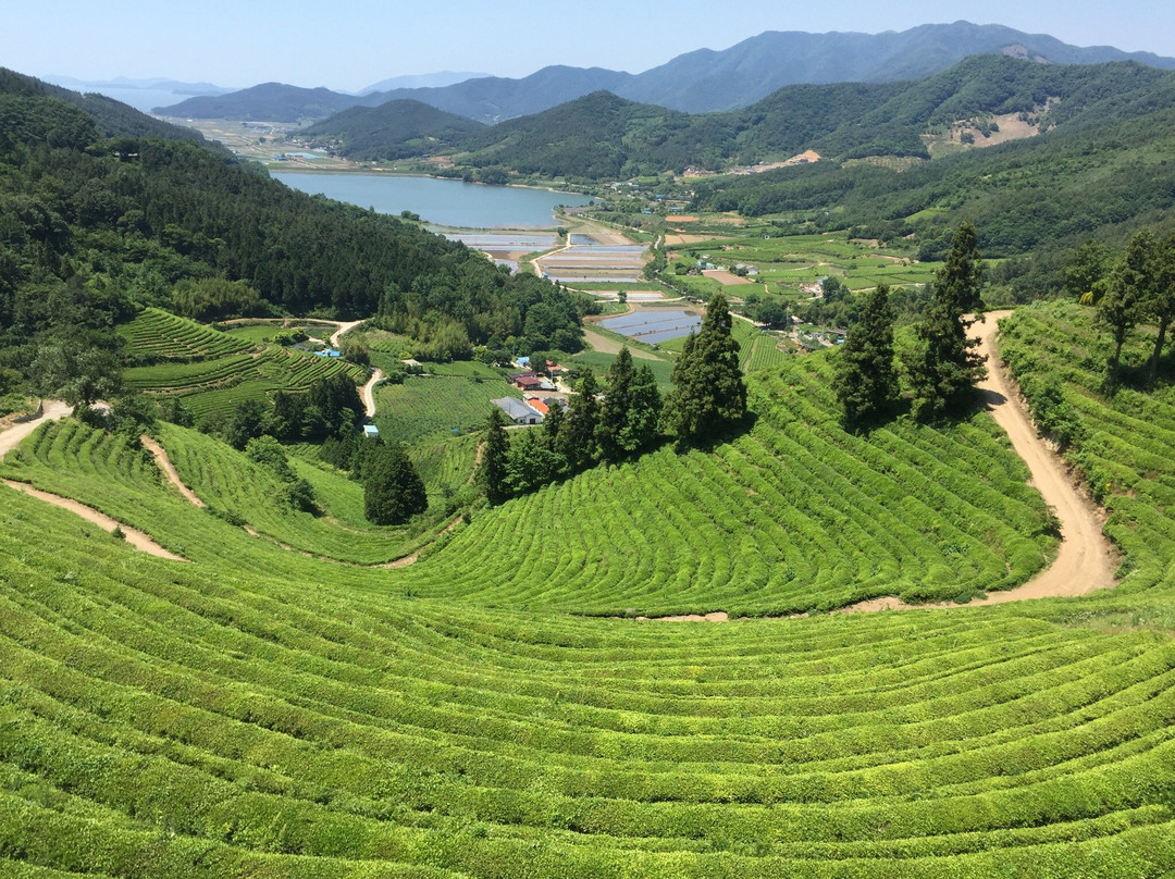 宝城郡旅游景点-Boseong Green Tea Field Daehan Dawon
