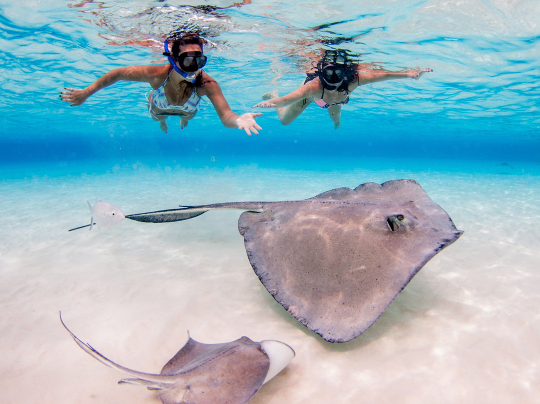 Stingray City Cayman Islands, Ltd.景点图片