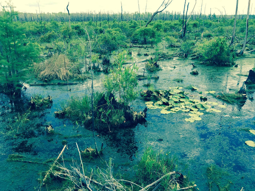 Folkston旅游攻略图片