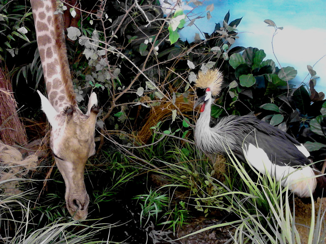 Bells旅游景点-Harber Wildlife Museum