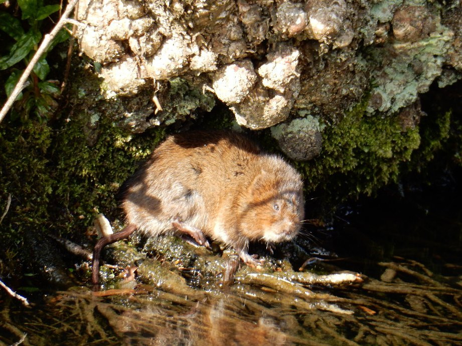 Brinsley旅游景点-Erewash Nature Reserve