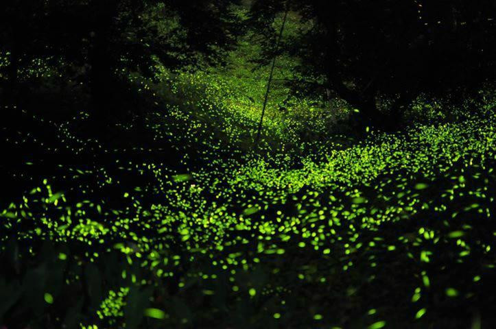 Santuario de las Luciérnagas - Bosque Mágico景点图片