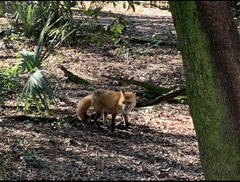 Tallahassee Museum-塔拉哈西必去景点