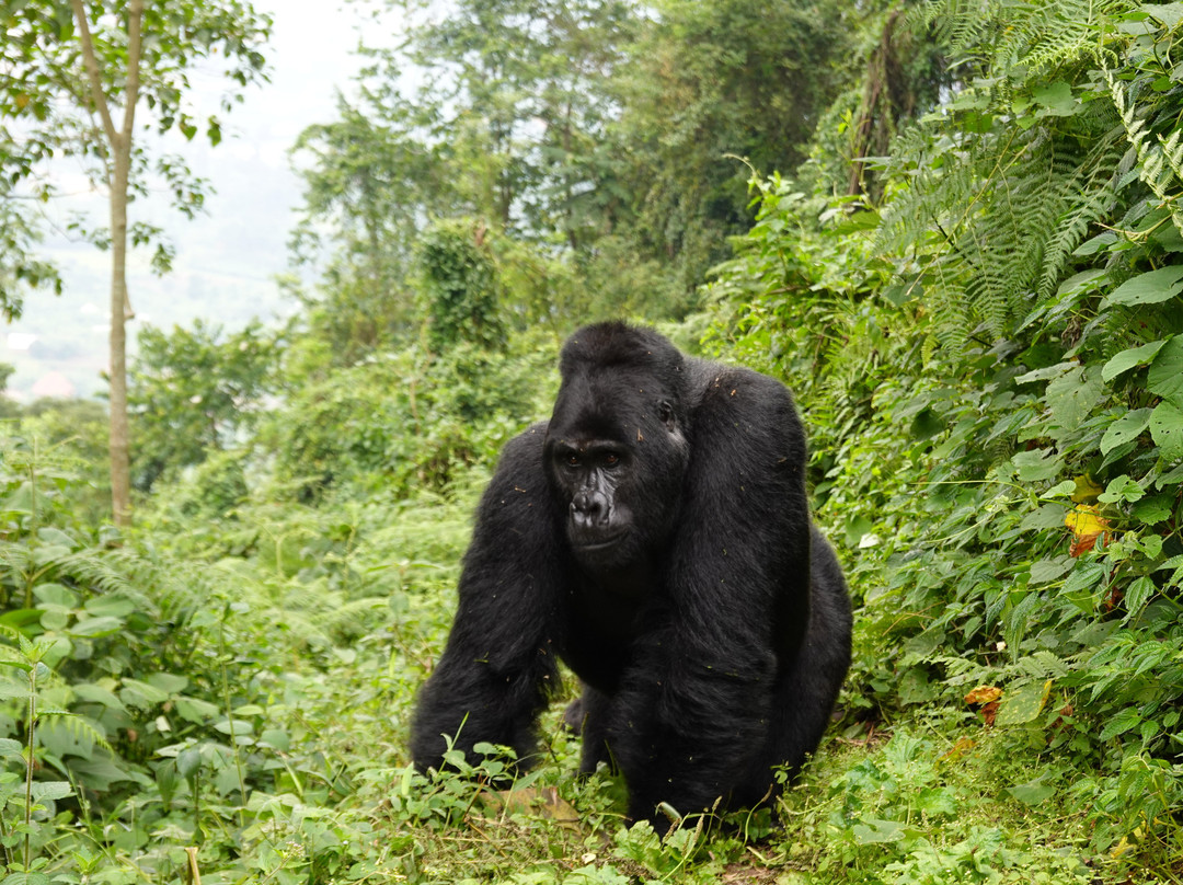 Bwindi Forest Lodge主图