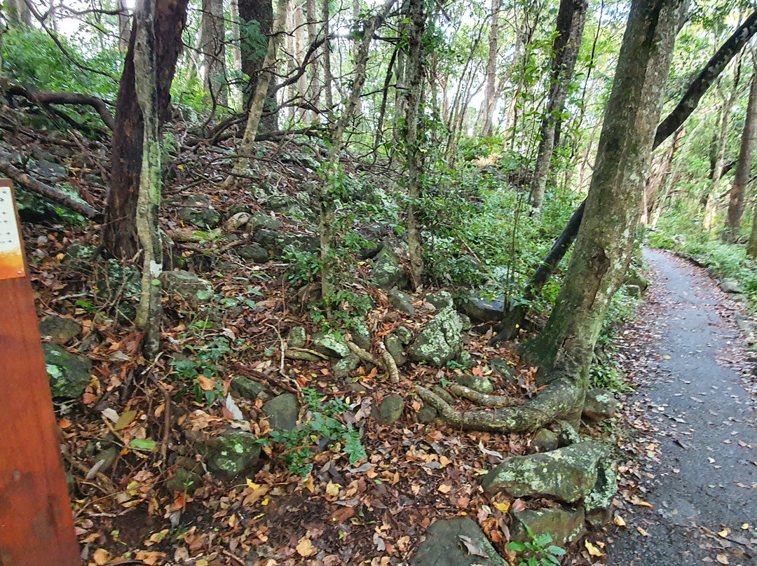 Rainforest Track