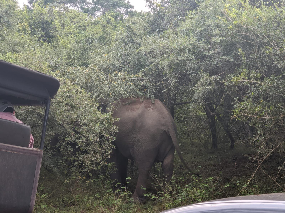 Yala National Park Jeep Safari景点图片