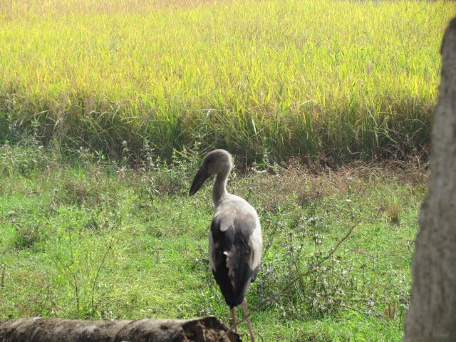 Telukunchi Bird Sanctuary