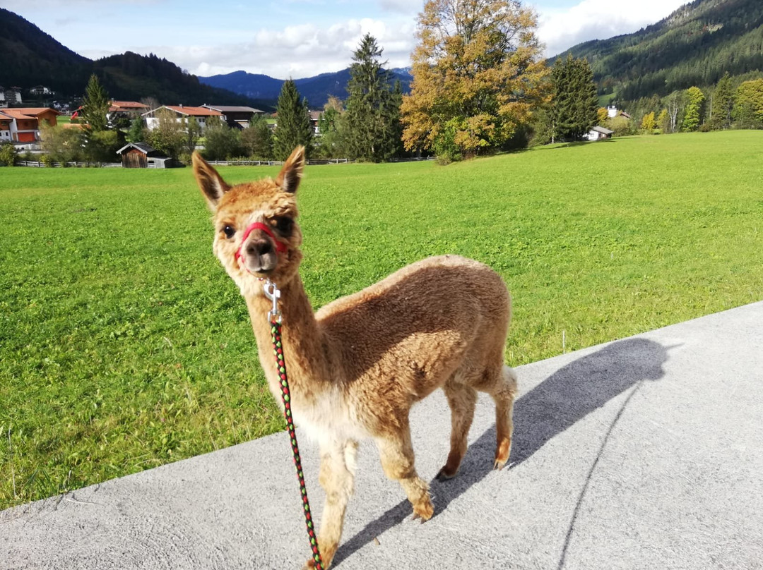 Achensee Alpaka景点图片