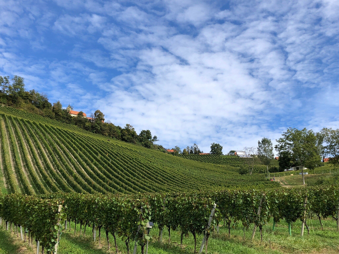 Winzarei Weingut Tement主图