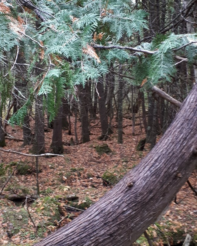 Brokenhead Wetland Interpretive Trail-Scanterbury必去景点