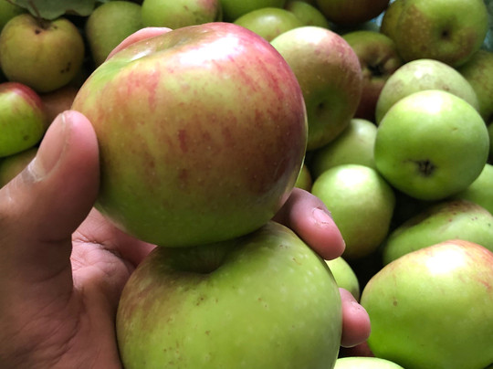 Petik apel kebun 8-巴图必去景点