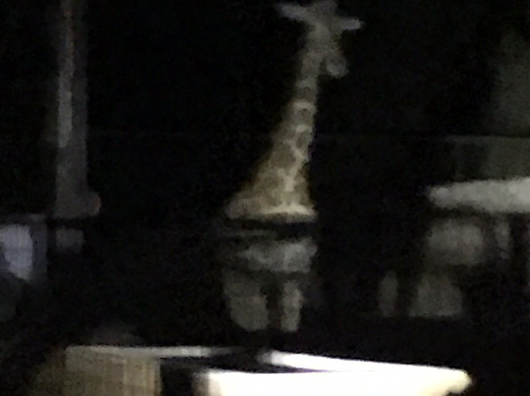 Ramat Gan Safari-拉马干必去景点