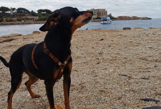 Dog Beach-邦多勒必去景点
