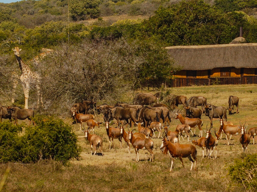 Schotia Safaris Private Game Reserve主图