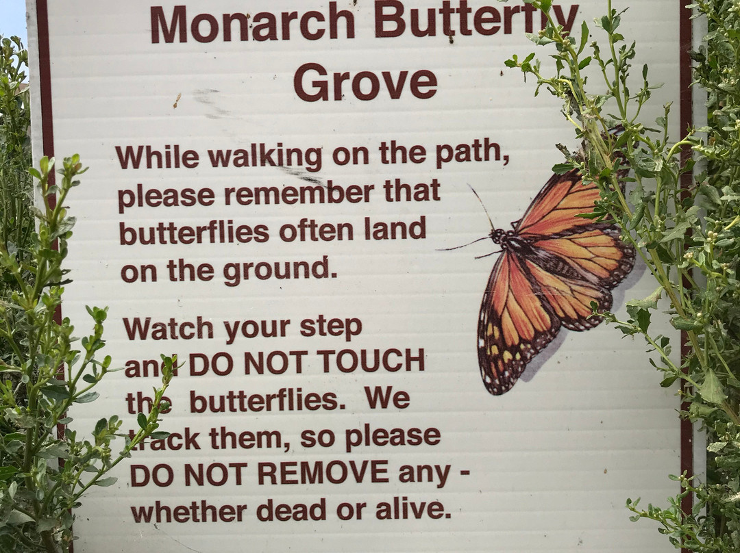 Monarch Butterfly Grove-庇斯摩海滩必去景点