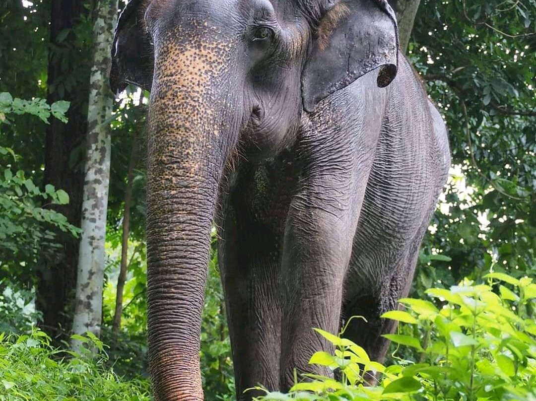 Ferien lanka tour-品纳维拉必去景点