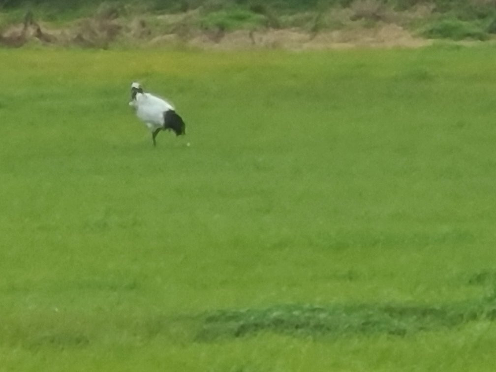 Kotohira Shrine-根室市必去景点