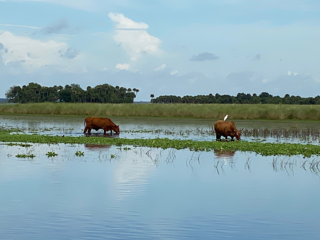 Switchgrass Outfitters & Airboat Tours景点图片