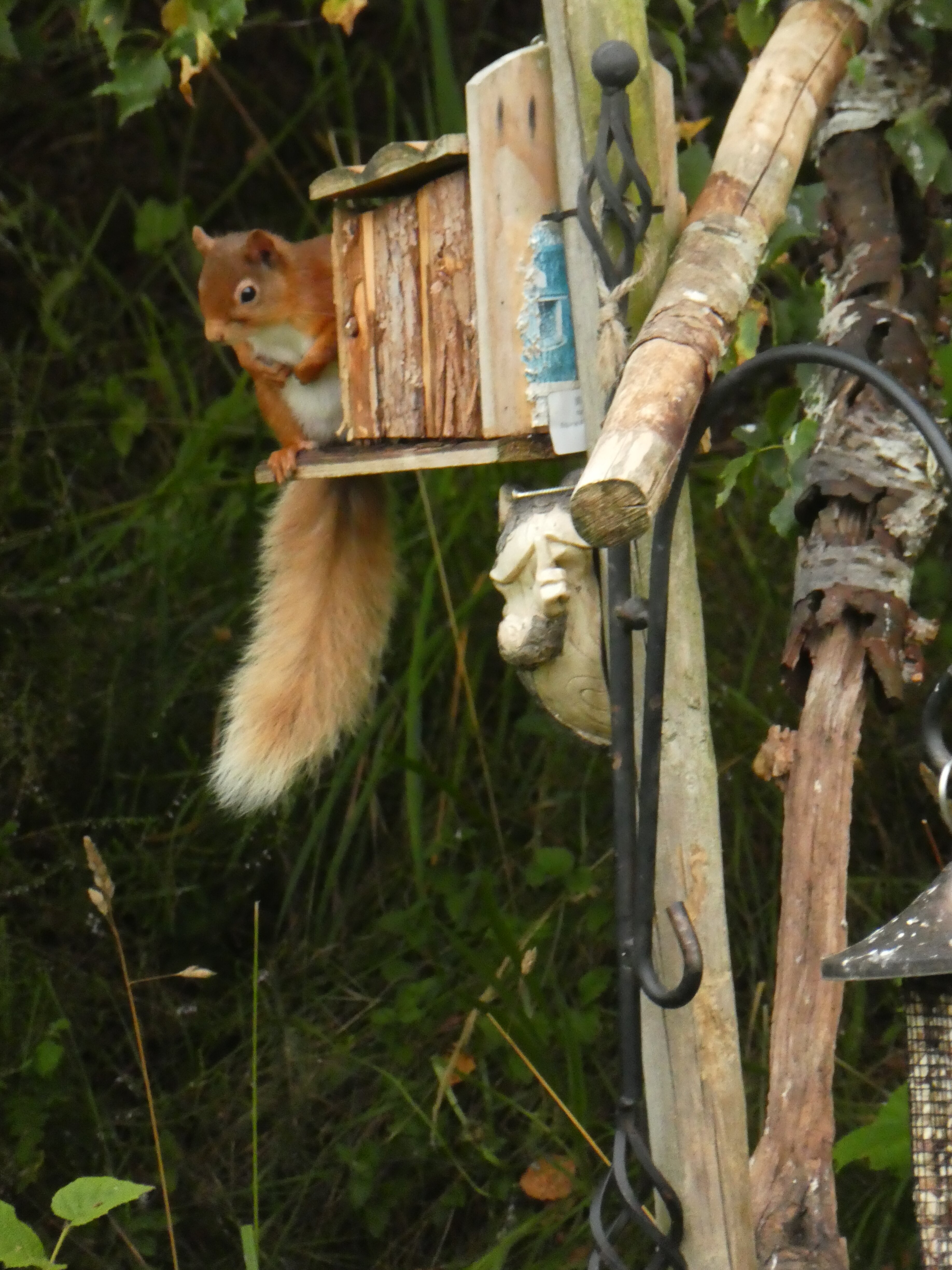 Highland Bear Lodge-酒店景观