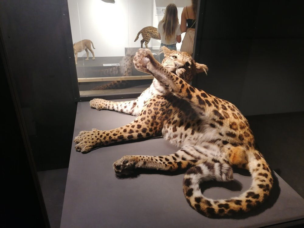 Muséum de Grenoble-格勒诺布尔必去景点