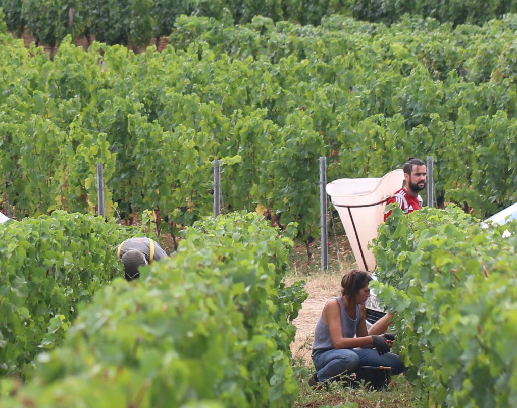 Domaine Francois Lumpp景点图片