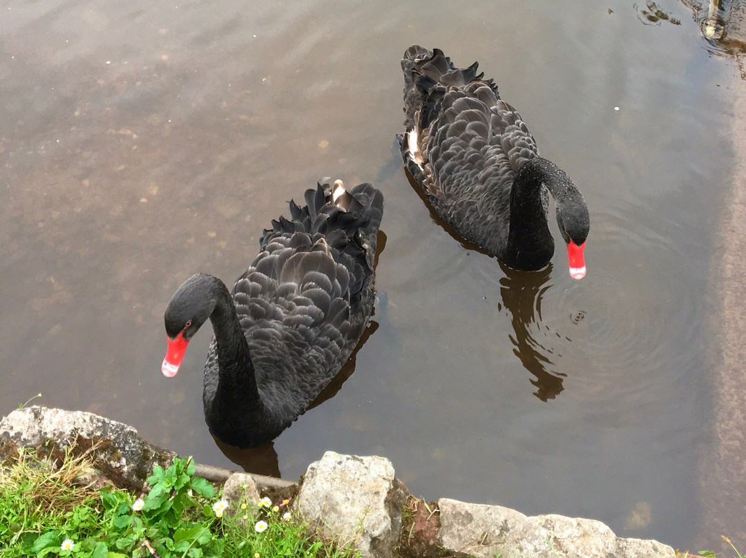 Dawlish Town Trail-道利什必去景点
