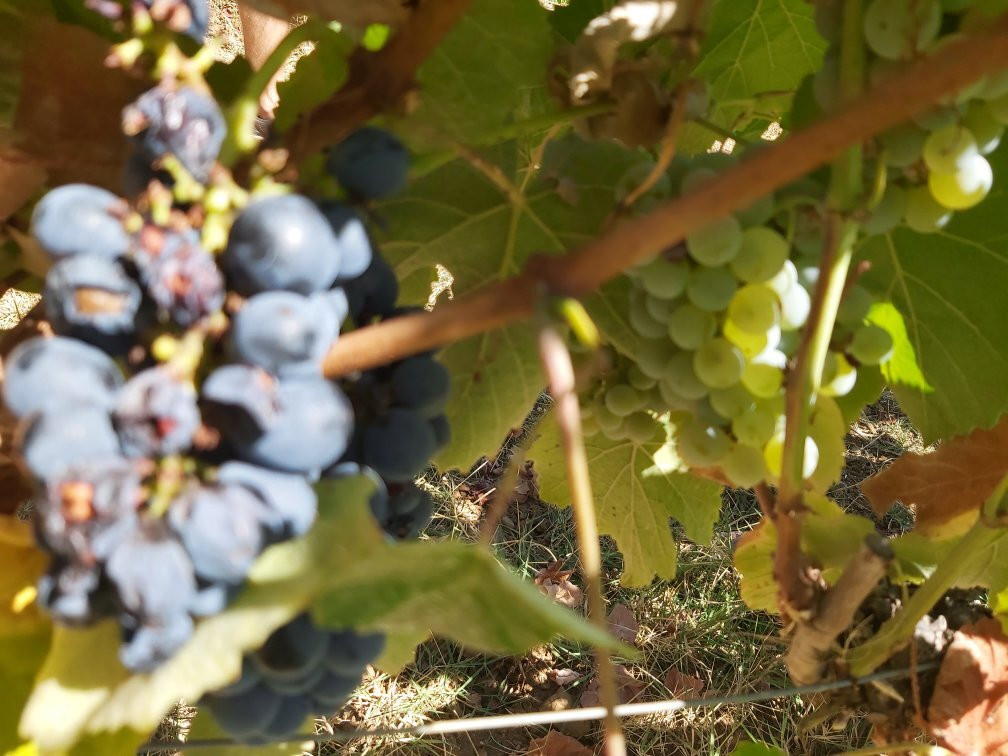 Ravasqueira-Arraiolos必去景点