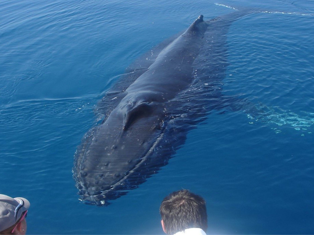WhaleWatcher.com.au景点图片