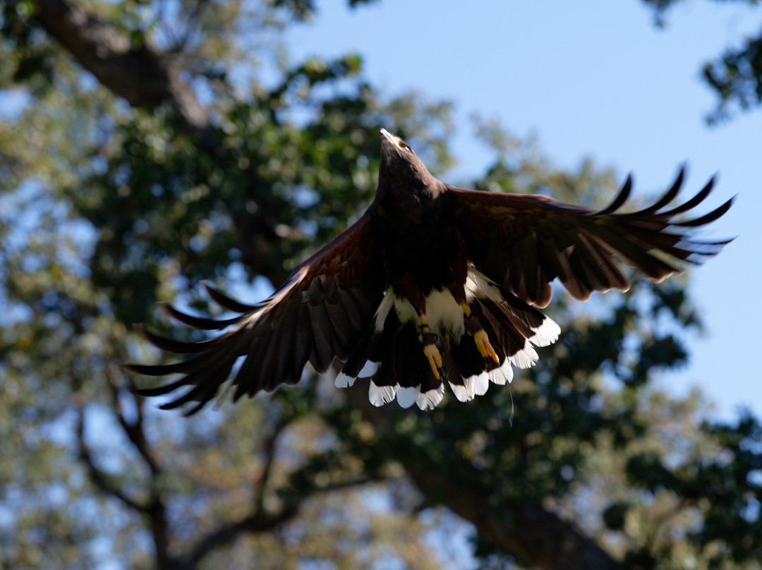 West Coast Falconry景点图片