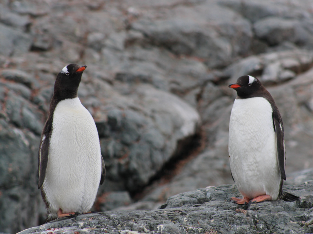 Bahia Paraiso-Antarctic Peninsula必去景点