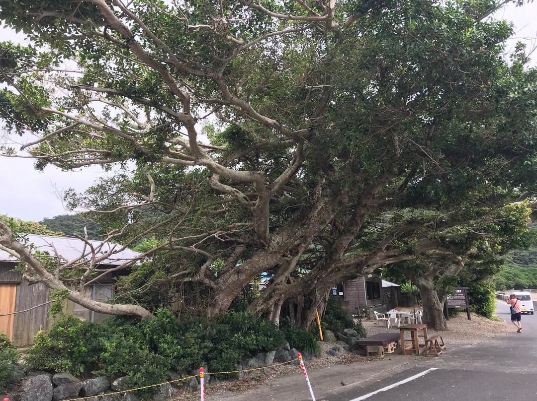 Shodon Deigo Trees景点图片
