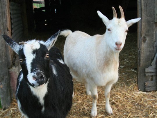 Folded Hills Farmstead-戈利塔必去景点