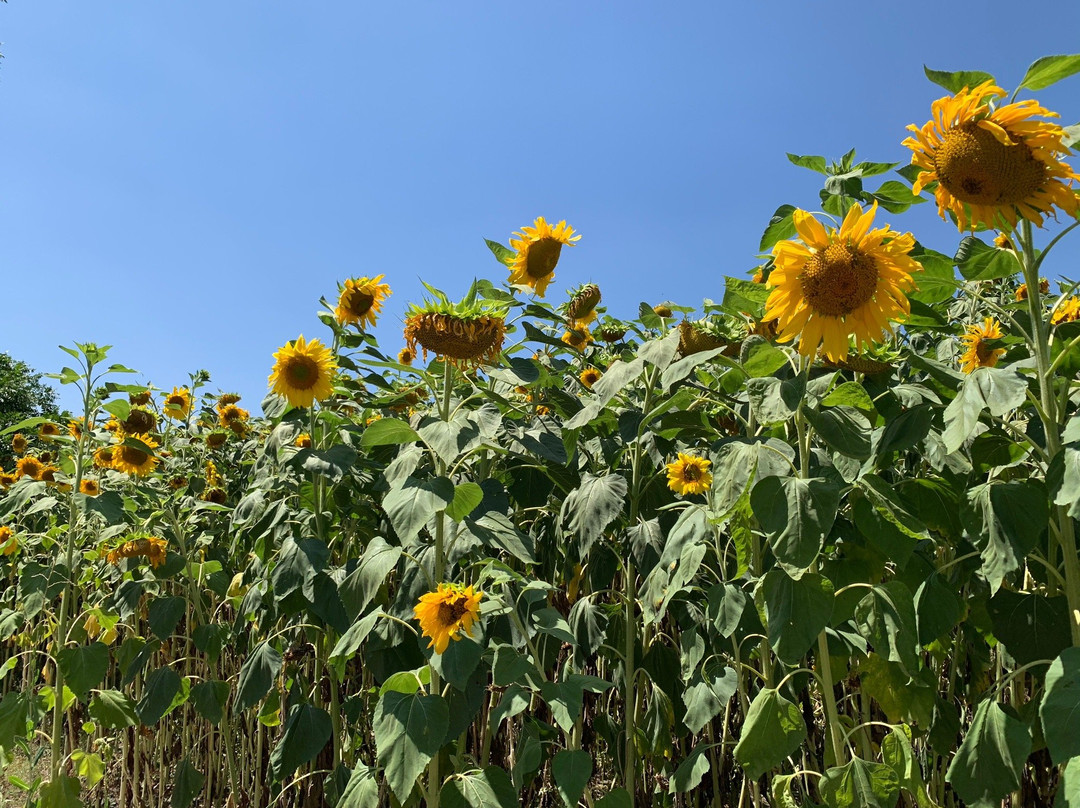 Farm Store at Kellogg Ranch-波莫纳必去景点