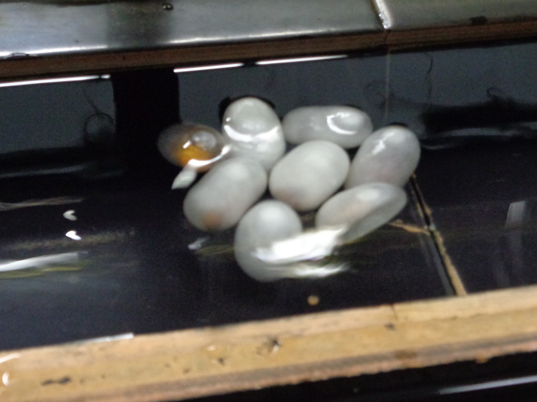 苏州丝绸博物馆-苏州市必去景点