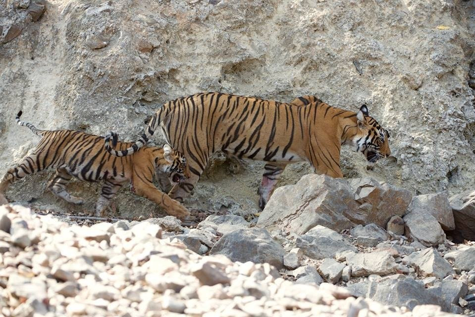 Visit2ranthambhore-瑟瓦伊马托布尔必去景点