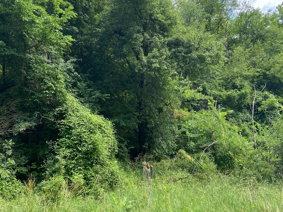 The Black Stork Hotel主图