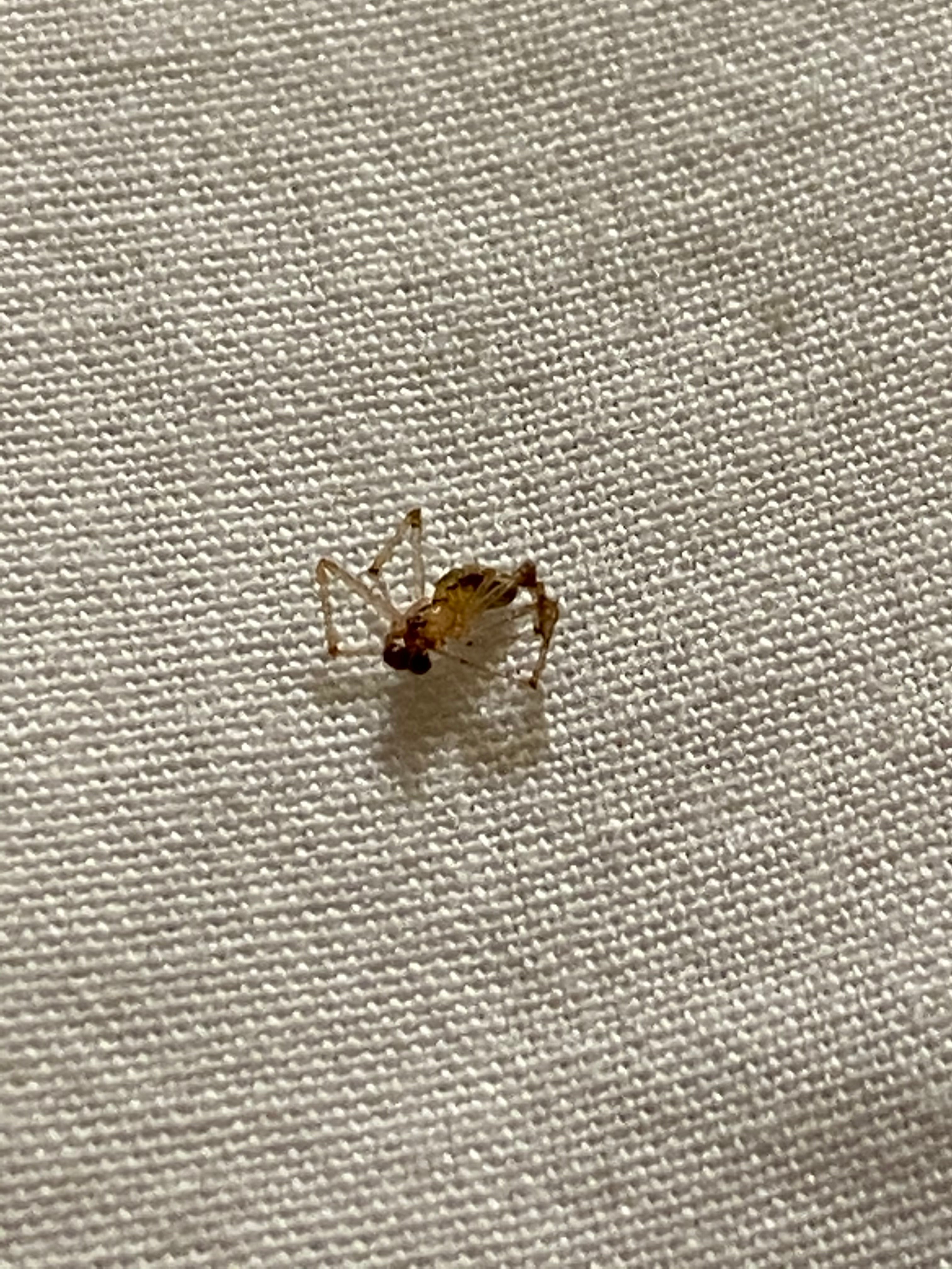 Fairfield Inn & Suites Jacksonville Orange Park-portrait