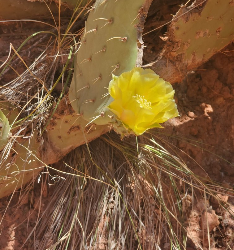 Kayenta Trail-锡安国家公园必去景点