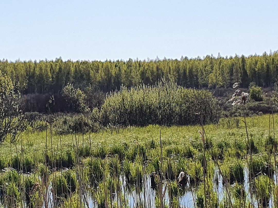 Ilmatsalu-Karevere Hiking Trail景点图片