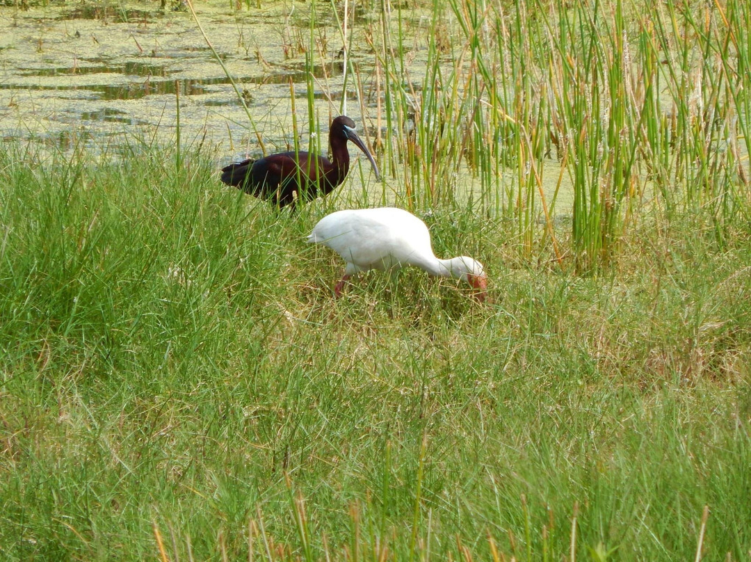 The Celery Fields-萨拉索塔必去景点