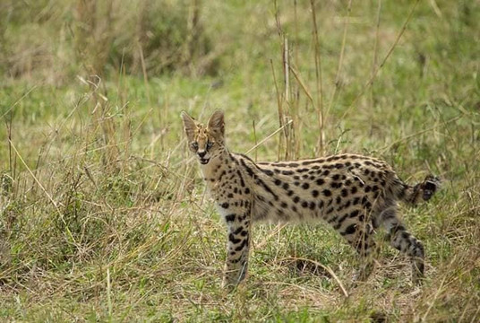 Time For African Adventures-阿鲁沙必去景点