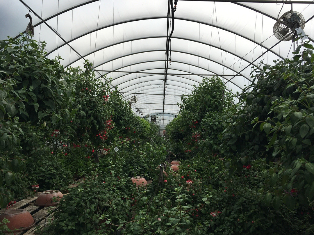 De Goede Bulb Farm & Gardens景点图片