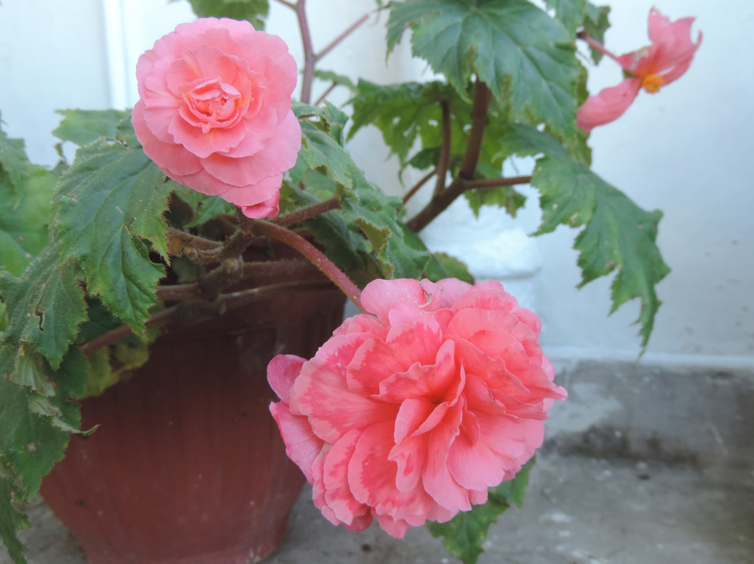 Ivy Bank Guest House主图