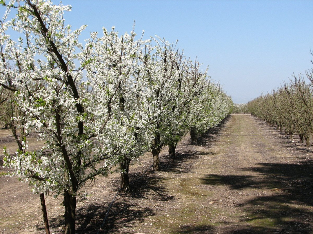 Katif Odem-Odem必去景点