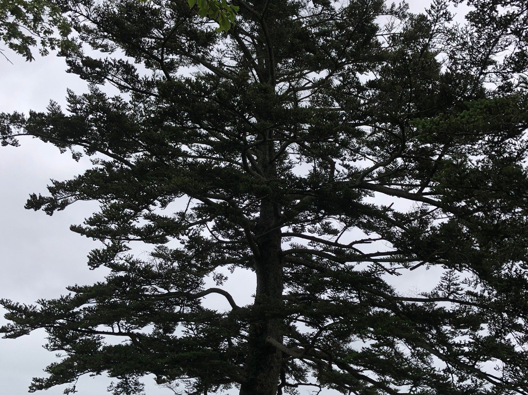 Funaokajoshi Park-柴田町必去景点