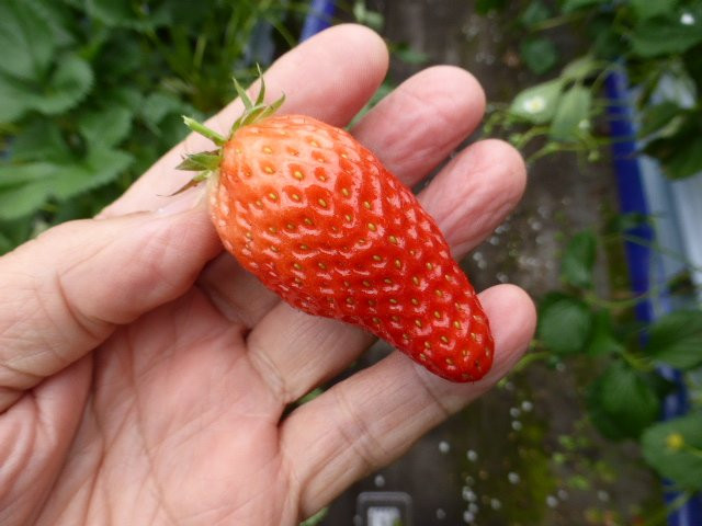 Washino Farm-海津市必去景点