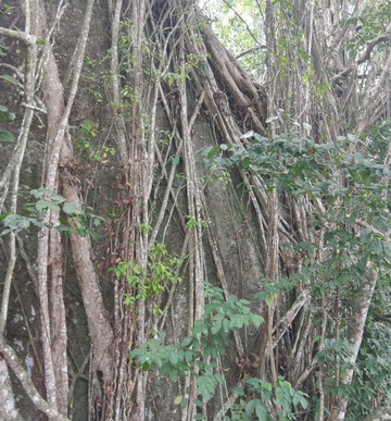 Archaeological Park of Ahouakro-Tiassale必去景点