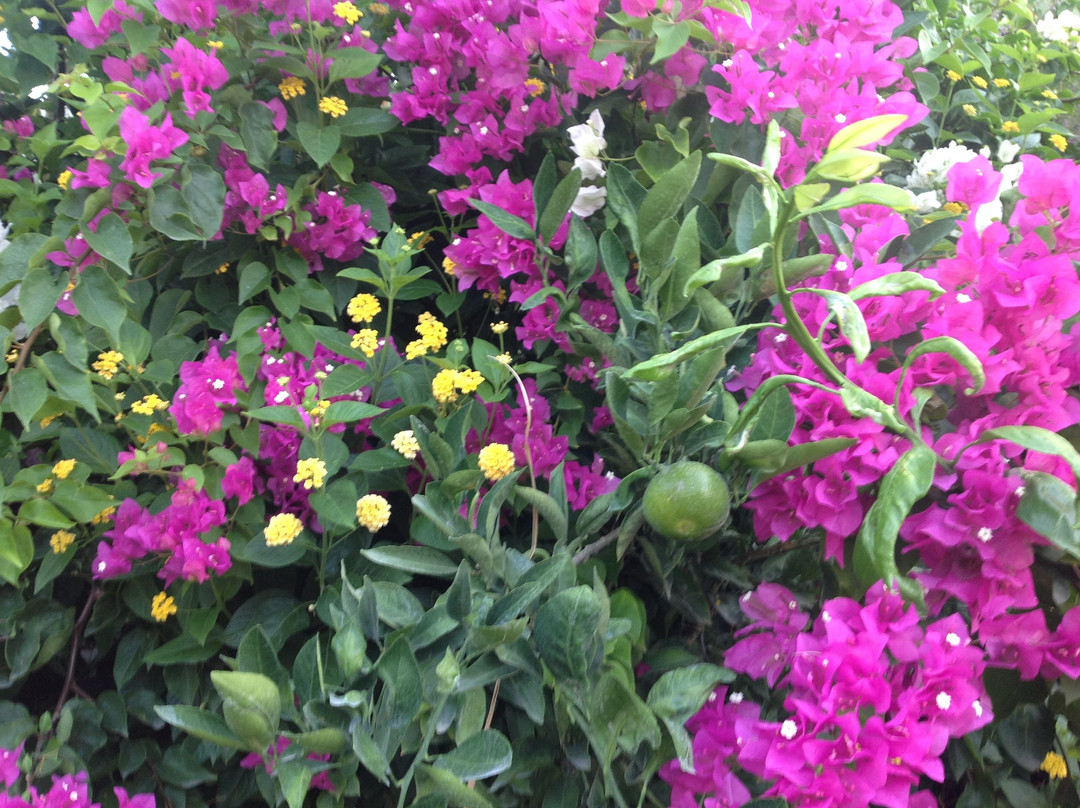 Marvel Tree Hotel Bozyazi主图