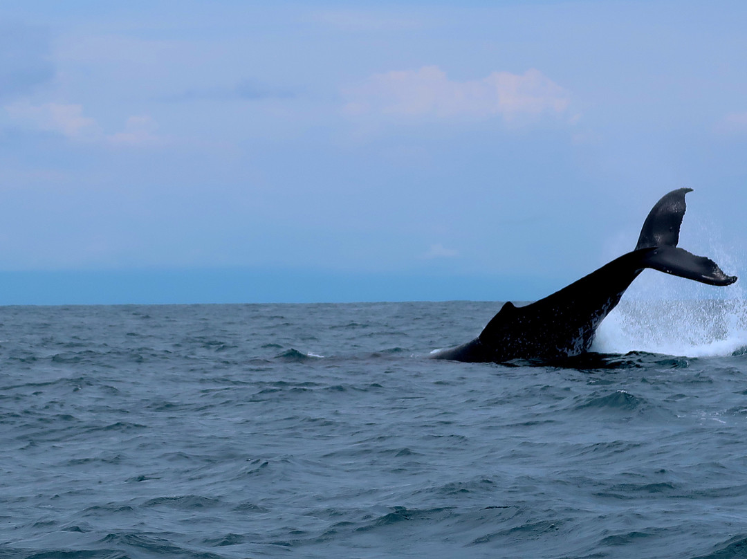 Iguana Divers-圣特雷莎必去景点